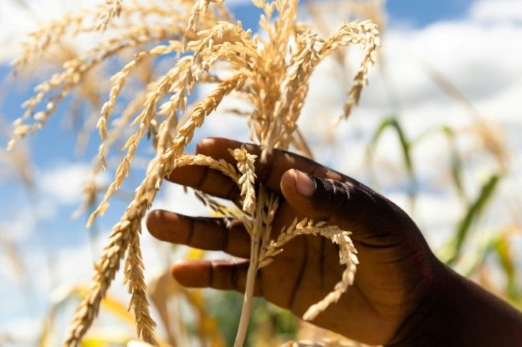 The report urged the international community to provide aid in the short term to countries in need, but also invest in agriculture and other related sectors