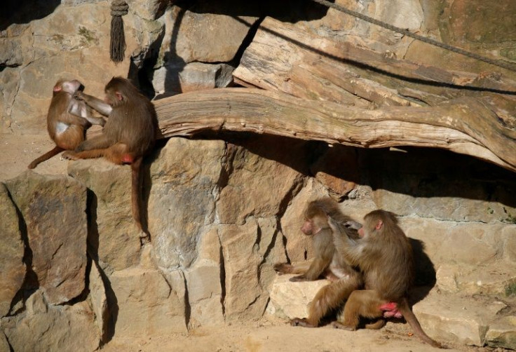It took the baboons about three days to establish a system for choosing the same image