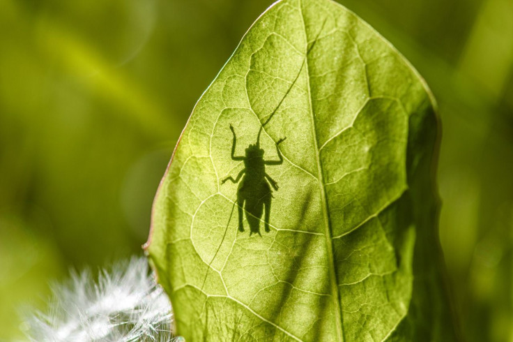 Grasshopper/Insect/Leaf