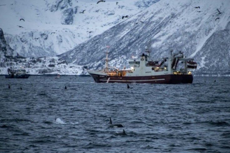 Increasingly frequent and northerly sightings suggest killer whales are learning to adapt to the newly melted waters of the Arctic Ocean