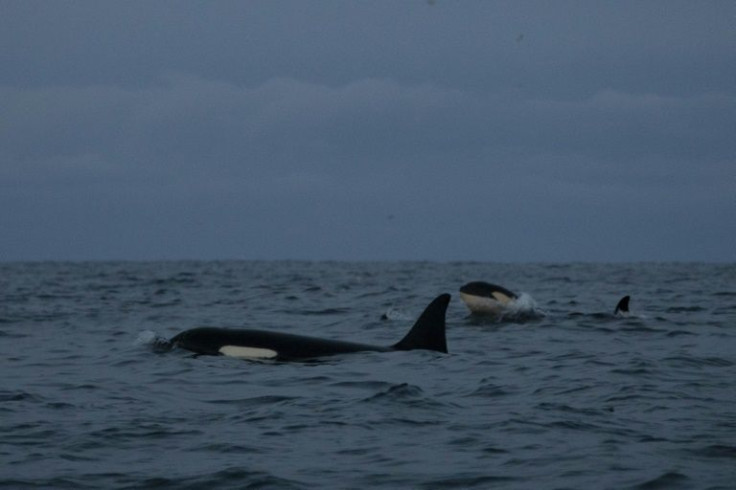 Killer whales' new hunting grounds are leading to unprecedented conflict with humans
