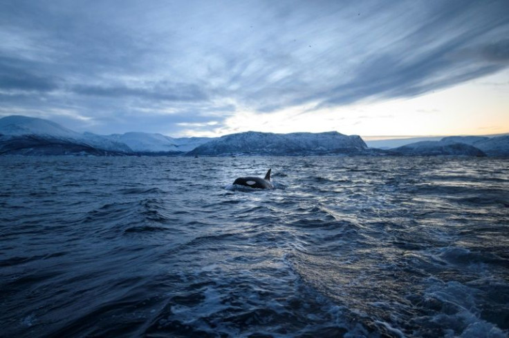 With Arctic sea ice shrinking at record levels due to global warming, killer whales are expanding their hunting grounds further north