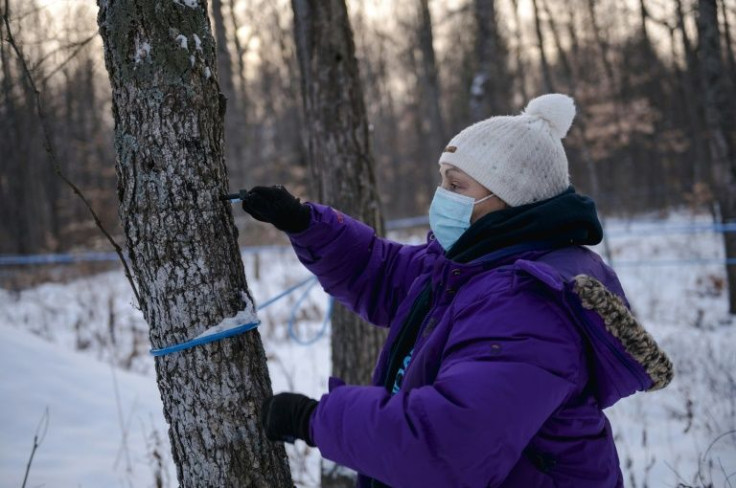 Maryse Nault demonstrates how she taps maple trees at Belfontaine Holstein farm Saint-Marc-sur-Richelieu, Quebec on December 9, 2021