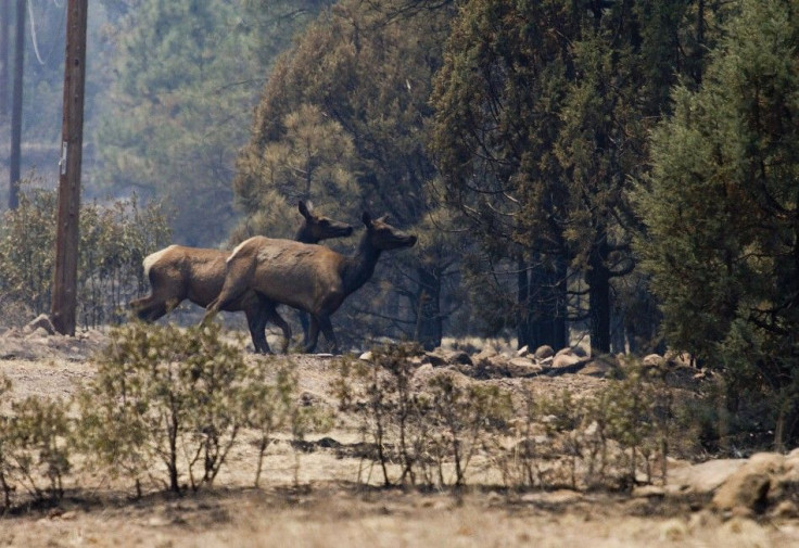 Elks run into the woods on the eastern edge of the Wallow Wildfire outside Alpine