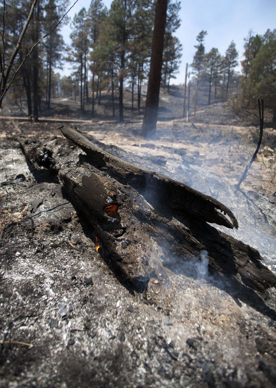 A log smolders on the eastern edge of the Wallow Wildfire outside Alpine, Arizona near the state border west of the town of Luna, New Mexico
