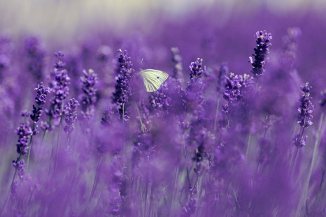 Lavender/Butterfly