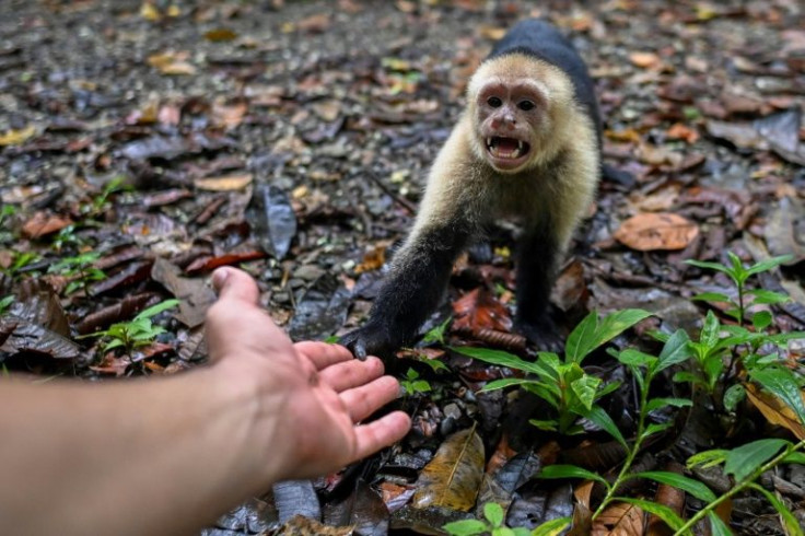 Gorgona Island is a natural paradise of black volcanoes, thick jungle, colorful reefs and exuberant fauna like this white-faced capuchin