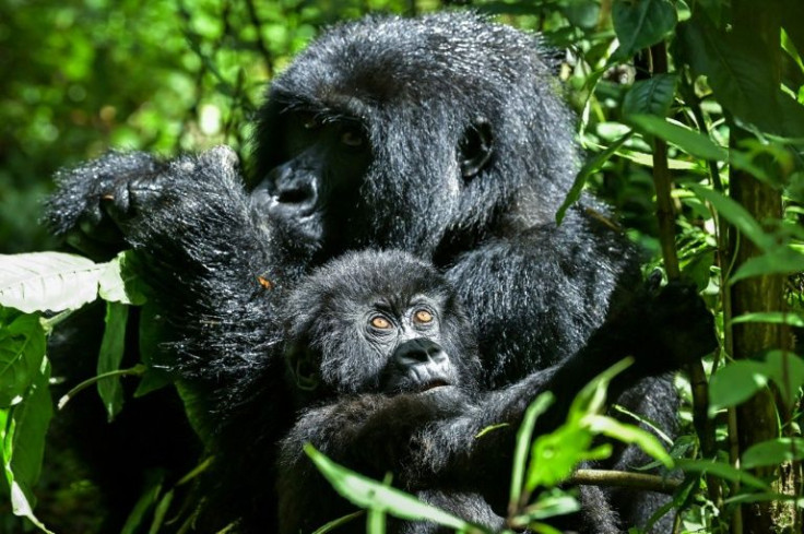 The primates are now more accustomed to humans