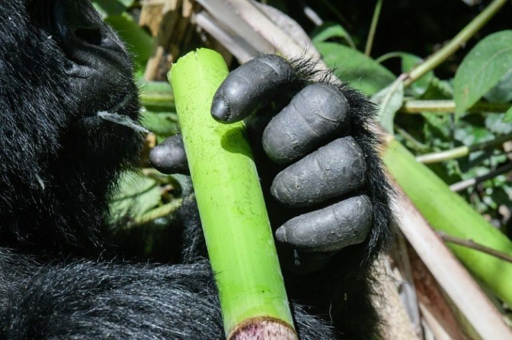 Stronger security measures and efforts to win over local villagers have helped turn the mountain gorilla's fortunes around