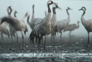 Cranes/Birds
