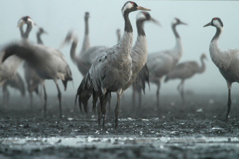 Cranes/Birds