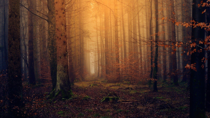 forest-ge30806ef4_1920