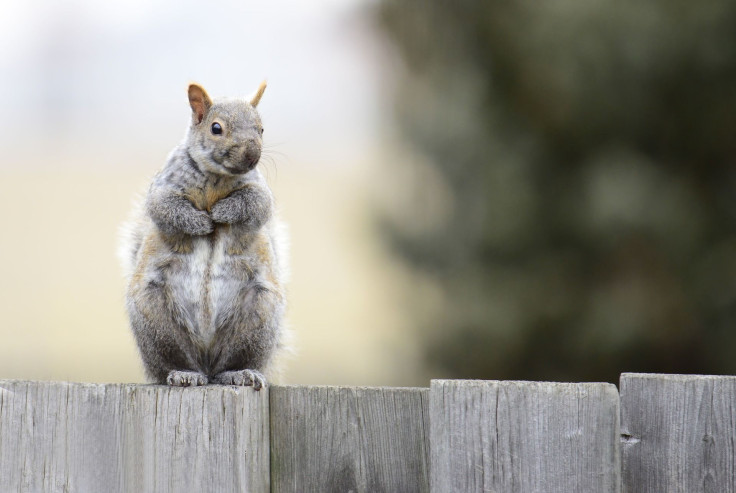 gray-squirrel-4612799_1920