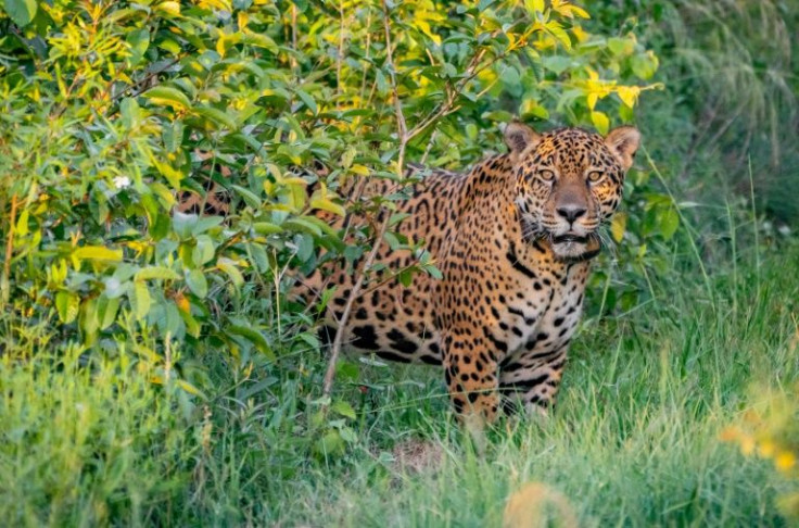Handout picture released by Rewilding Argentina Foundation showing a five-year-old jaguar named Jatobazinhoafter he was released back into the wild at Ibera National Park, in Corrientes, on December 31, 2021
