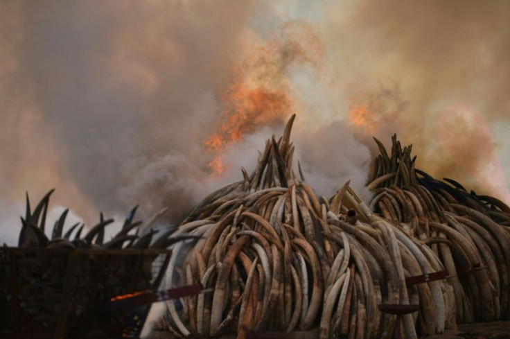 Tonnes of ivory and rhino horn burn on a bonfire in Nairobi in 2016 in an anti-poaching stunt first made popular by Leakey