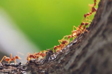 Ants Working, Tree
