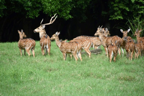 A chital deer -- a herd of which is shown here in Guatemala in 2015 -- gored a soldier to death in the grounds of the Paraguayan presidential palace