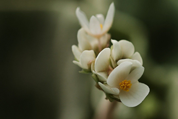 Begonia Flowers