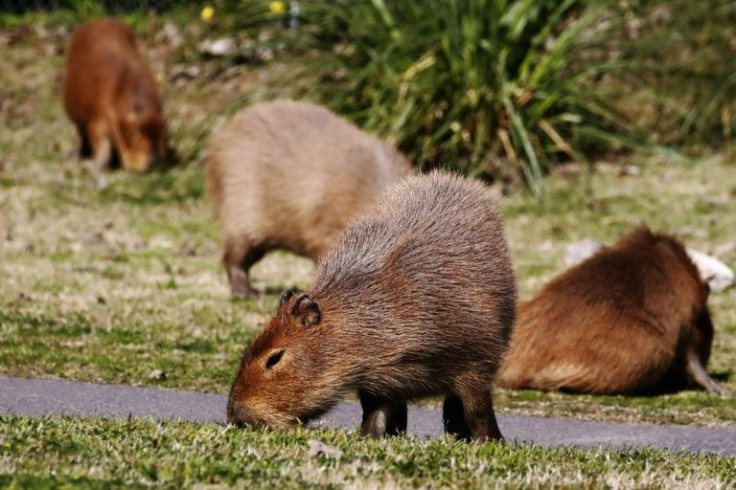 Capybaras are large rodents that can weigh up to 80 kilograms