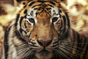 A Bengal tiger similar to the one which attacked three keepers at a safari park in Japan