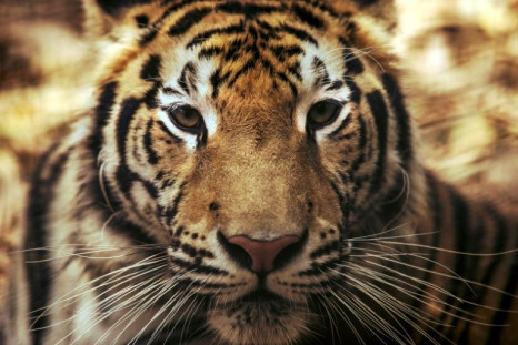 A Bengal tiger similar to the one which attacked three keepers at a safari park in Japan