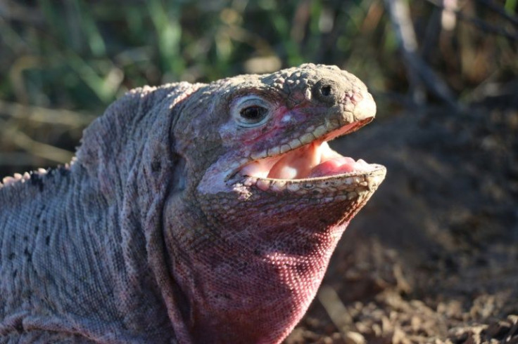 The Galapagos pink iguana lives exclusively around the slopes of Wolf Volcano on Isabela Island