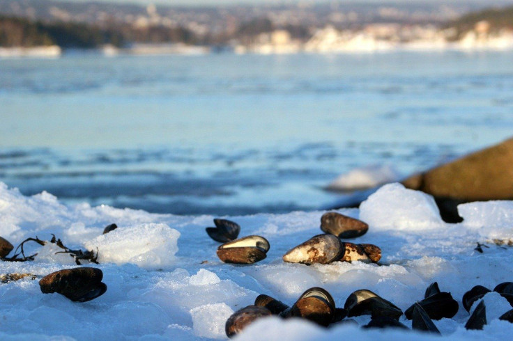 Winter Shoreline/Ice