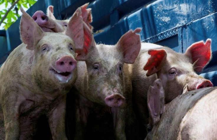 Pigs are transported in a truck in Jiguani, Granma Province, Cuba, on December 19, 2021