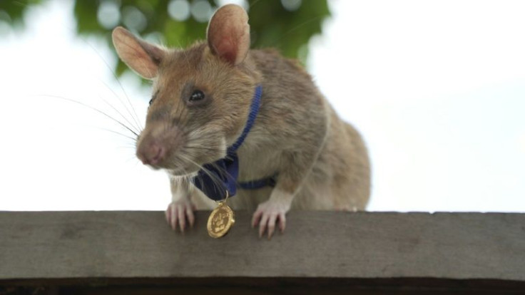 Magawa, a giant African pouched rat originally from Tanzania, was awarded a gold medal for clearing landmines from the Cambodian countryside
