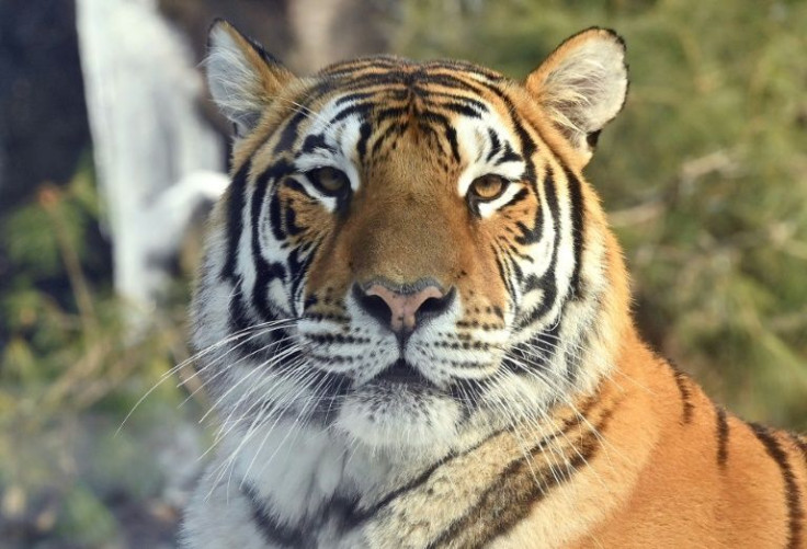 Amur tigers are an endangered species