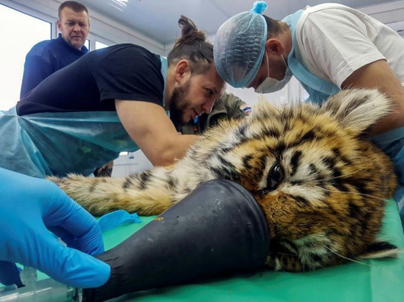 The tiger cub receiving treatment from veterinary doctors at the rare breeds rehabilitation centre in the village of Alekseevka in Russia's Far East