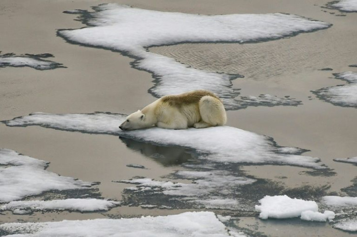 With the exception of September and December, each month of 2021 had Arctic sea ice levels in the top-10 lowest levels for those respective months, a US agency said in its annual climate report