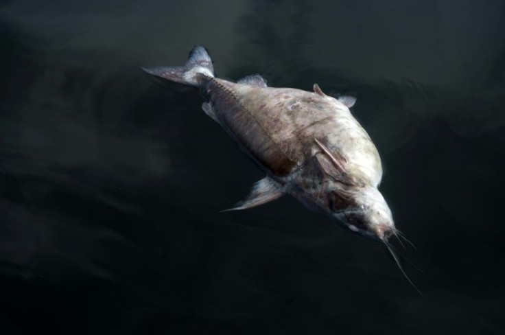 Oil leaks are killing off wildlife in Lake Maracaibo -- a dead fish is seen here