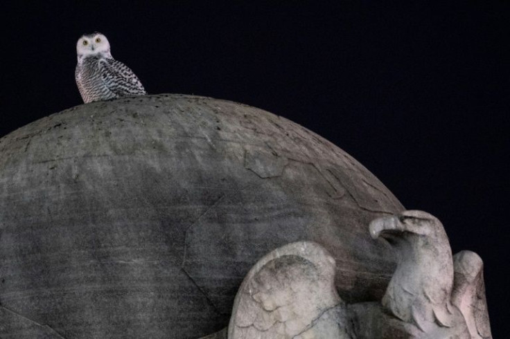 The young female owl, recognized by its grey and white stripes, feasts at night on Washington's rodents