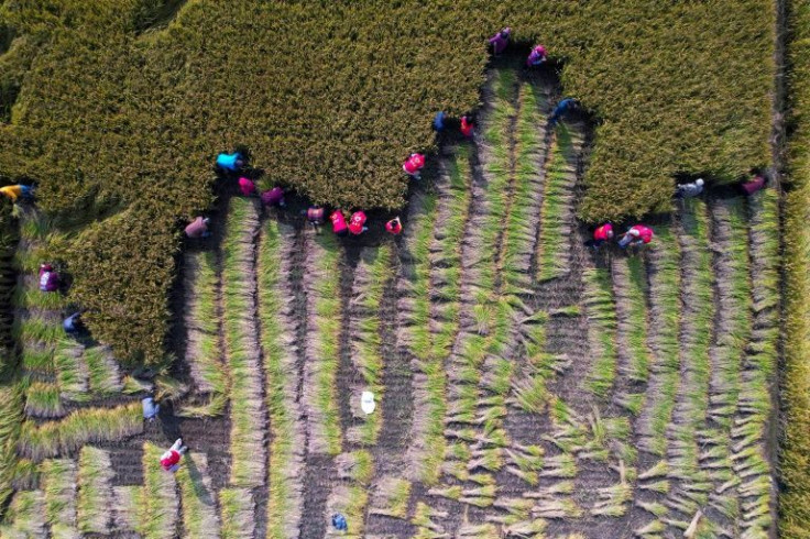 Ground-level ozone is significantly reducing yields of rice, wheat and maize in parts of Asia, a new study finds