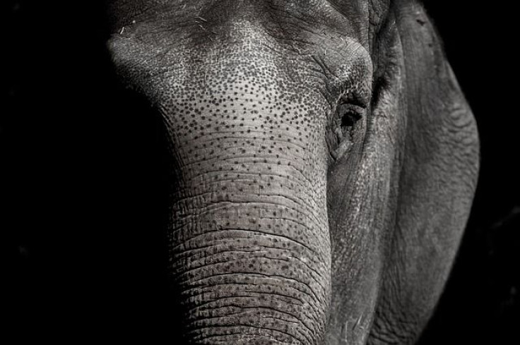 elephant-g261f11f2d_640