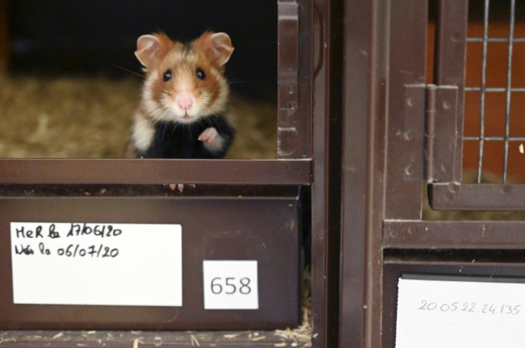 Hong Kong will cull hundreds of hamsters after some tested positive for the coronavirus