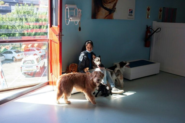 An educator working takes care of some of the dogs in the one room one at @Frits hotel in Cape Town on December 14, 2021. Wealthier South Africans take their dogs to doggy daycares or fancy dog hotels while they are away.