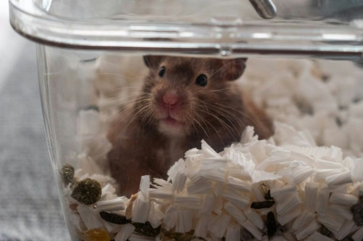 The Hong Kong government is scrambling to cull about 2,000 small mammals -- mostly hamsters -- under its "zero-Covid" strategy