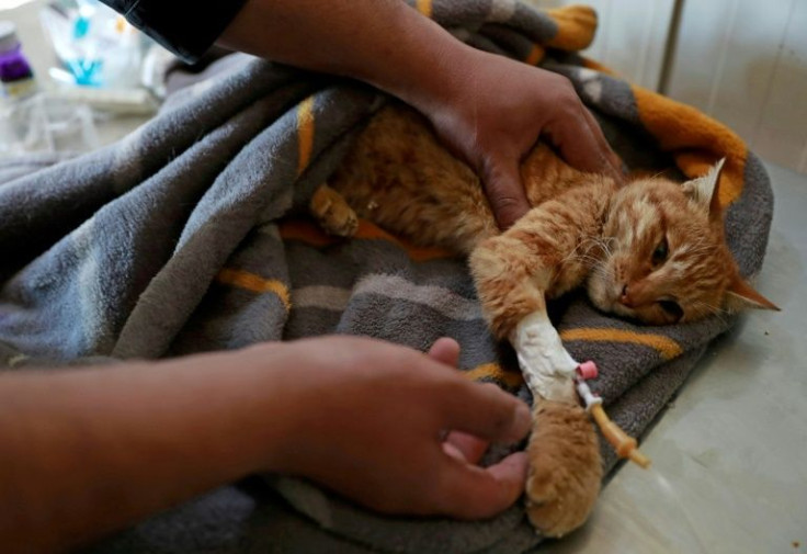 A veterinarian volunteering at Baghdad Animal Rescue examines an injured cat at the shelter