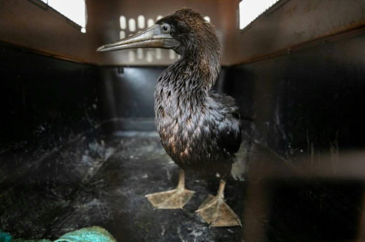 A cormorant is among dozens of oil-tainted birds being treated at a Lima zoo