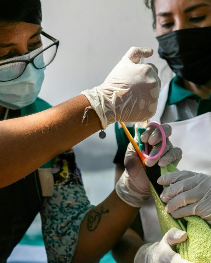 The birds are bathed with special detergents to remove the suffocating oil, and given food, medicine and vitamins