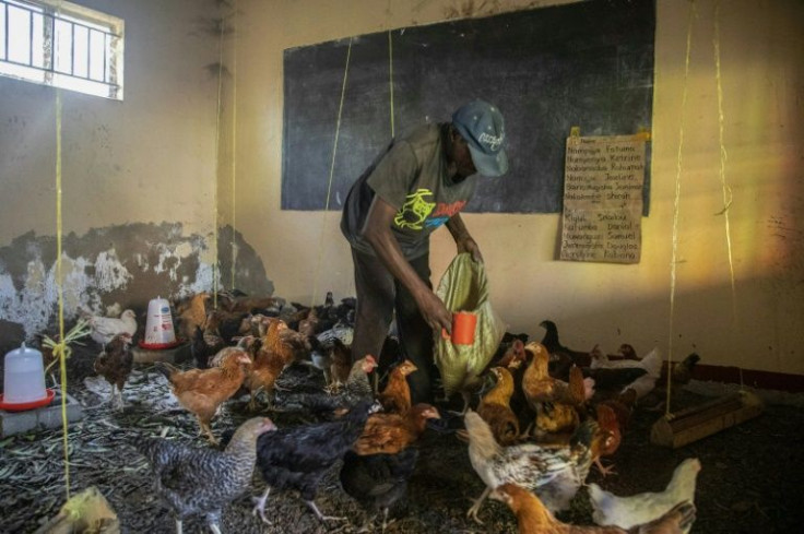 Musa Kalema, former headteacher at Cream Nursery and Primary school in Kampala, tends to chickens he keeps in one of his former classrooms following an almost two-year closure of learning institutions by the Ugandan government due to Covid-19