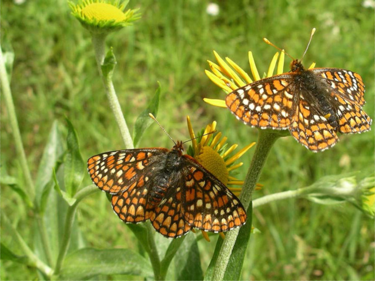 Sacramento Mountains checkerspot butterfly