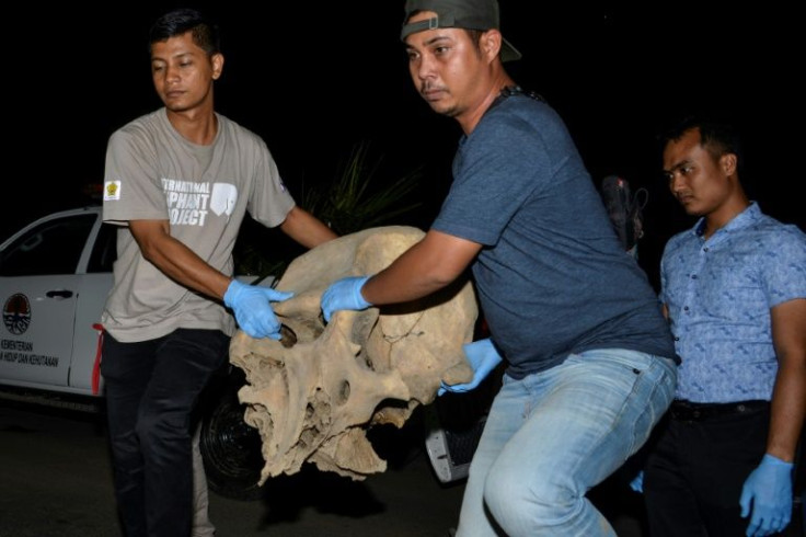 Indonesian authorities found five elephant carcasses after they were killed by electrical voltage