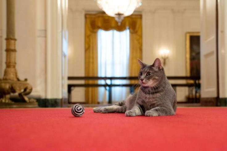 Dog-lovers Jill and Joe Biden have fulfilled a key White House pledge by getting a cat -- a short-haired tabby named Willow