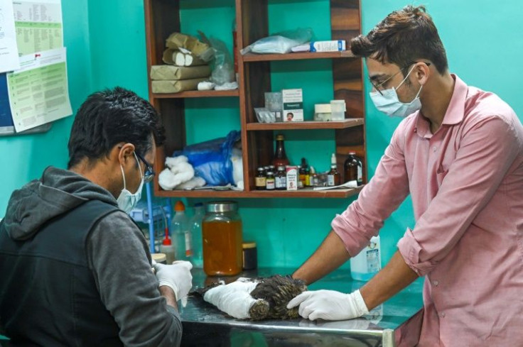 Mohammad Saud (left) and his assistant Salik Rehman treat a kite at the Wildlife Rescue clinic