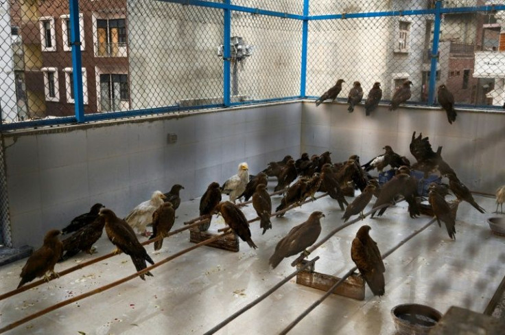 Among the birds at the Wildlife Rescue clinic are endangered Egyptian vultures, instantly recognisable by their bright yellow beaks and tousled cream crowns