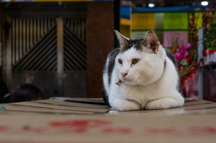 Private planes are now a mode of transport desperate pet owners are turning to when departing an increasingly isolated Hong Kong