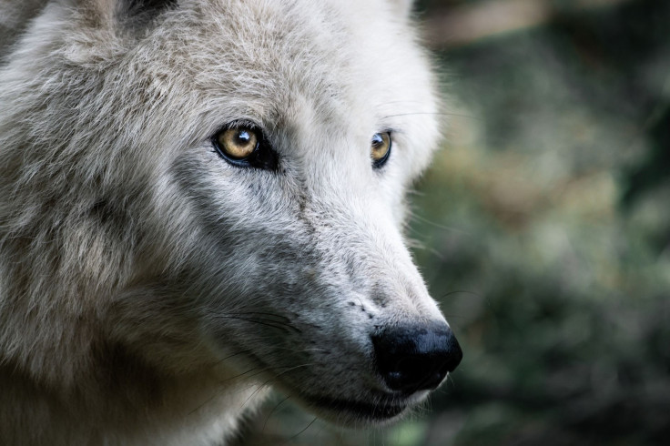 wolf-gd0e57c1ba_1920